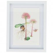 Framed Botanical Illustration Pink