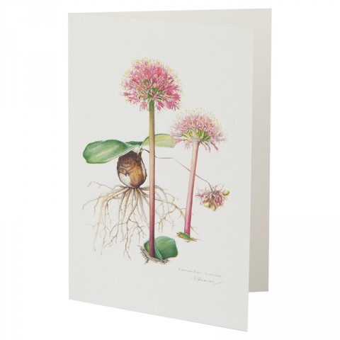 Botanical Card Haemanthus Humilis 