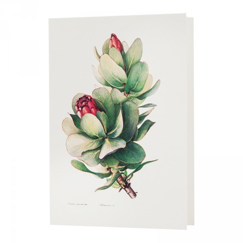 Botanical Card Protea Grandiceps
