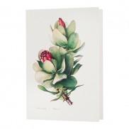 Botanical Card Protea Grandiceps