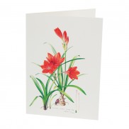 Botanical Card Cyrtanthus Elatus