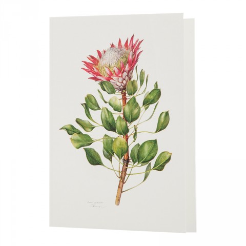 Botanical Card Protea Cynaroides