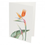 Botanical Card Strelitzia