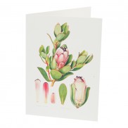 Botanical Card Protea Stokoei