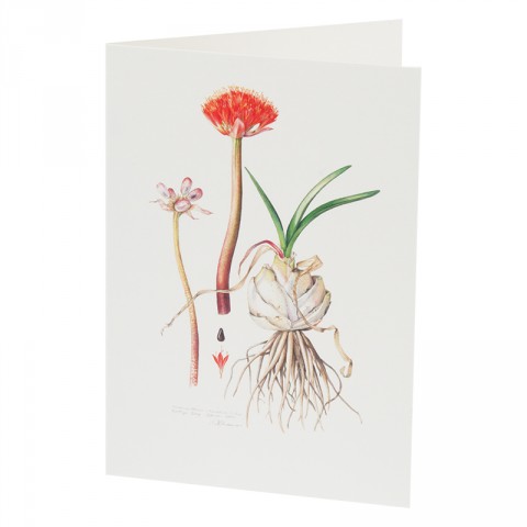 Botanical Card Haemanthus Caniliculatus