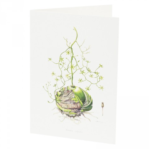Botanical Card Bowiea Volubilis