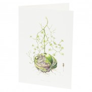 Botanical Card Bowiea Volubilis
